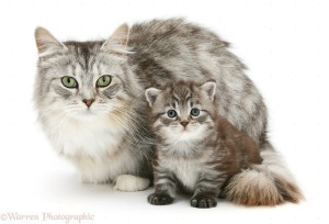 Maine Coon mother cat, Bambi, and her tabby kitten, Goliath