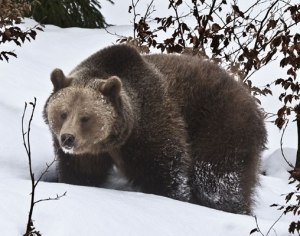 bear-jasper-national-park