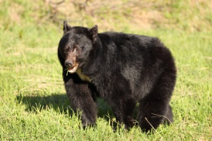 black-bear-summer-season