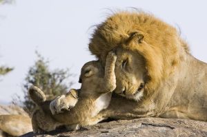 £££ Heartwarming pictures have emerged of the moment a lion cub meets his dad for the first time-1272240