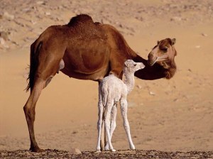 camel-baby