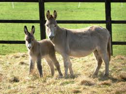 donkey and colt