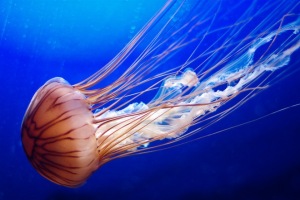 JellyfishFromVariousPhotographers_0051