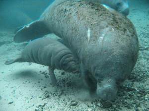 Manatee_Mother-and-Calf-pic