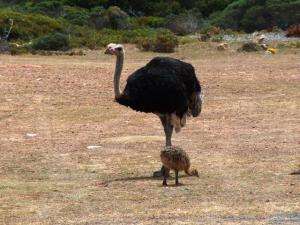 Ostrich_and_chick