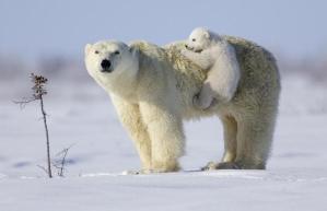 polar-bear mother and-cub