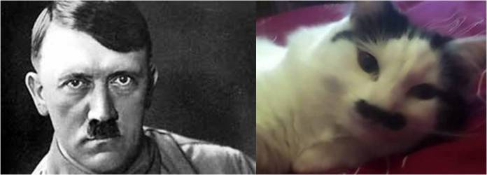 cat and hitler